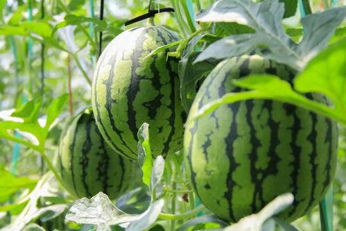 吃瓜网官网免费观看 吃瓜,揭秘热门吃瓜瞬间